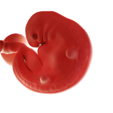 Week 6 3D fetal image